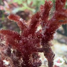 Attēlu rezultāti vaicājumam “Trichia alpina macro”