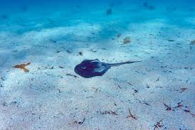 Image result for Bathytoshia brevicaudata