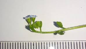 Attēlu rezultāti vaicājumam “Myosotis laxa subsp. baltica”