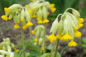Attēlu rezultāti vaicājumam “Primula veris fruit”