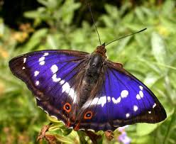 Attēlu rezultāti vaicājumam “Apatura iris”