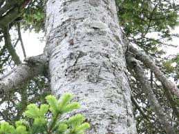 Attēlu rezultāti vaicājumam “Abies mariesii”