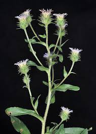 Attēlu rezultāti vaicājumam “Erigeron acris”