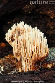 Attēlu rezultāti vaicājumam “Ramaria stricta”