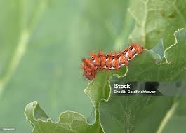 Attēlu rezultāti vaicājumam “Acronicta rumicis larva”
