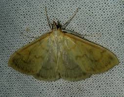 Attēlu rezultāti vaicājumam “Paratalanta hyalinalis”