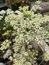 Attēlu rezultāti vaicājumam “Cribraria oregana stalked”