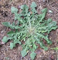 Attēlu rezultāti vaicājumam “Hypochaeris radicata leaf”