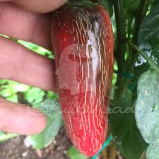 Afbeeldingsresultaat voor biker billy jalapeno hot pepper