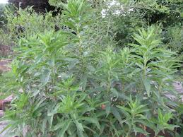Attēlu rezultāti vaicājumam “Oenothera biennis leaf”