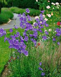 Image result for Campanula persicifolia