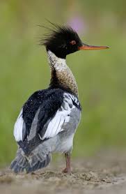 Attēlu rezultāti vaicājumam “Mergus serrator”