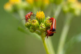 Attēlu rezultāti vaicājumam “Cantharis rustica imago”