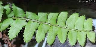 Attēlu rezultāti vaicājumam “Polystichum lonchitis”