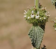 Image result for Marrubium vulgare