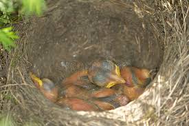 Attēlu rezultāti vaicājumam “Turdus philomelos nest”