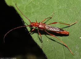 Attēlu rezultāti vaicājumam “Necydalis major”