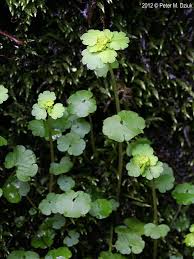 Attēlu rezultāti vaicājumam “Chrysosplenium alternifolium flower”
