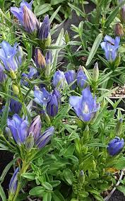 Attēlu rezultāti vaicājumam “Gentiana pneumonanthe flower”