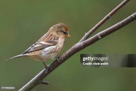 Attēlu rezultāti vaicājumam “Carduelis flammea female”