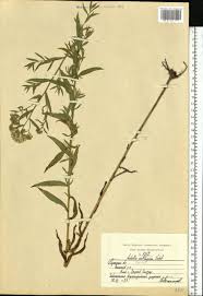 Attēlu rezultāti vaicājumam “Achillea salicifolia”