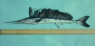 Image result for Xiphias gladius