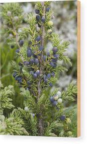 Attēlu rezultāti vaicājumam “Juniperus communis fruit”