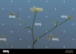 Attēlu rezultāti vaicājumam “Peucedanum palustre fruit”