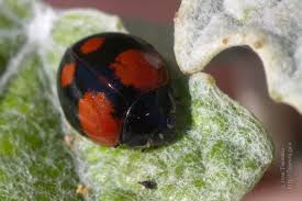 Attēlu rezultāti vaicājumam “Adalia bipunctata imago”