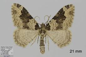 Attēlu rezultāti vaicājumam “Xanthorhoe fluctuata”