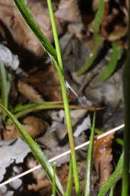 Attēlu rezultāti vaicājumam “Luzula pilosa bud”