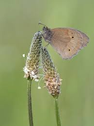 Attēlu rezultāti vaicājumam “Maniola jurtina”