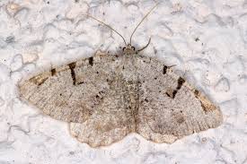 Attēlu rezultāti vaicājumam “Macaria wauaria”