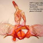 Attēlu rezultāti vaicājumam “Capua vulgana”