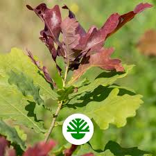 Attēlu rezultāti vaicājumam “Quercus robur Fastigiata leaf”