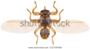 Attēlu rezultāti vaicājumam “Lipoptena cervi”