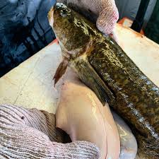 Image result for Lota lota