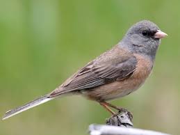 Image result for Junco hyemalis