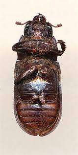 Attēlu rezultāti vaicājumam “Ceruchus chrysomelinus”