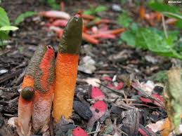 Attēlu rezultāti vaicājumam “Mutinus caninus”