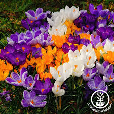 Attēlu rezultāti vaicājumam “Crocus vernus subsp. vernus”