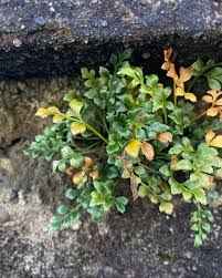 Attēlu rezultāti vaicājumam “Grimmia pulvinata sporophyte”