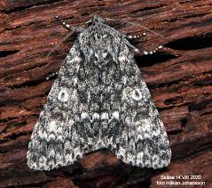 Attēlu rezultāti vaicājumam “Acronicta megacephala”