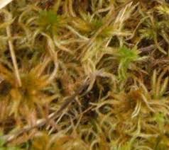 Attēlu rezultāti vaicājumam “Sphagnum teres”