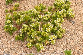 Attēlu rezultāti vaicājumam “Honckenya peploides flower”
