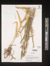 Attēlu rezultāti vaicājumam “Arabis hirsuta fruit”