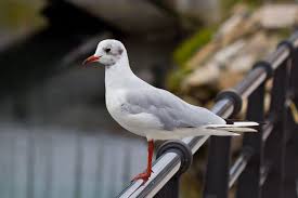 Image result for Chroicocephalus ridibundus