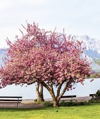 Attēlu rezultāti vaicājumam “Prunus (sakura)”