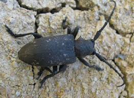 Attēlu rezultāti vaicājumam “Lamia textor”