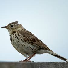 Attēlu rezultāti vaicājumam “Anthus petrosus adult”